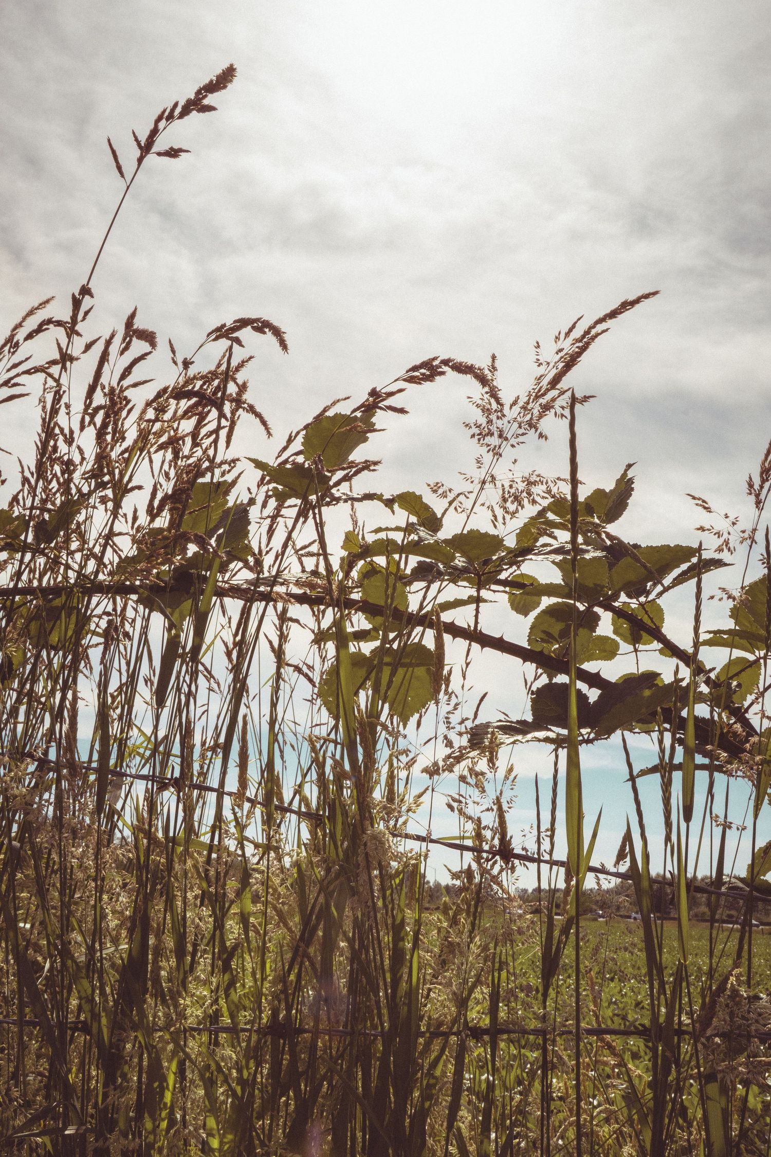 Close-up of wild grass and leafy plants silhouetted against a bright cloudy sky in a rural field.