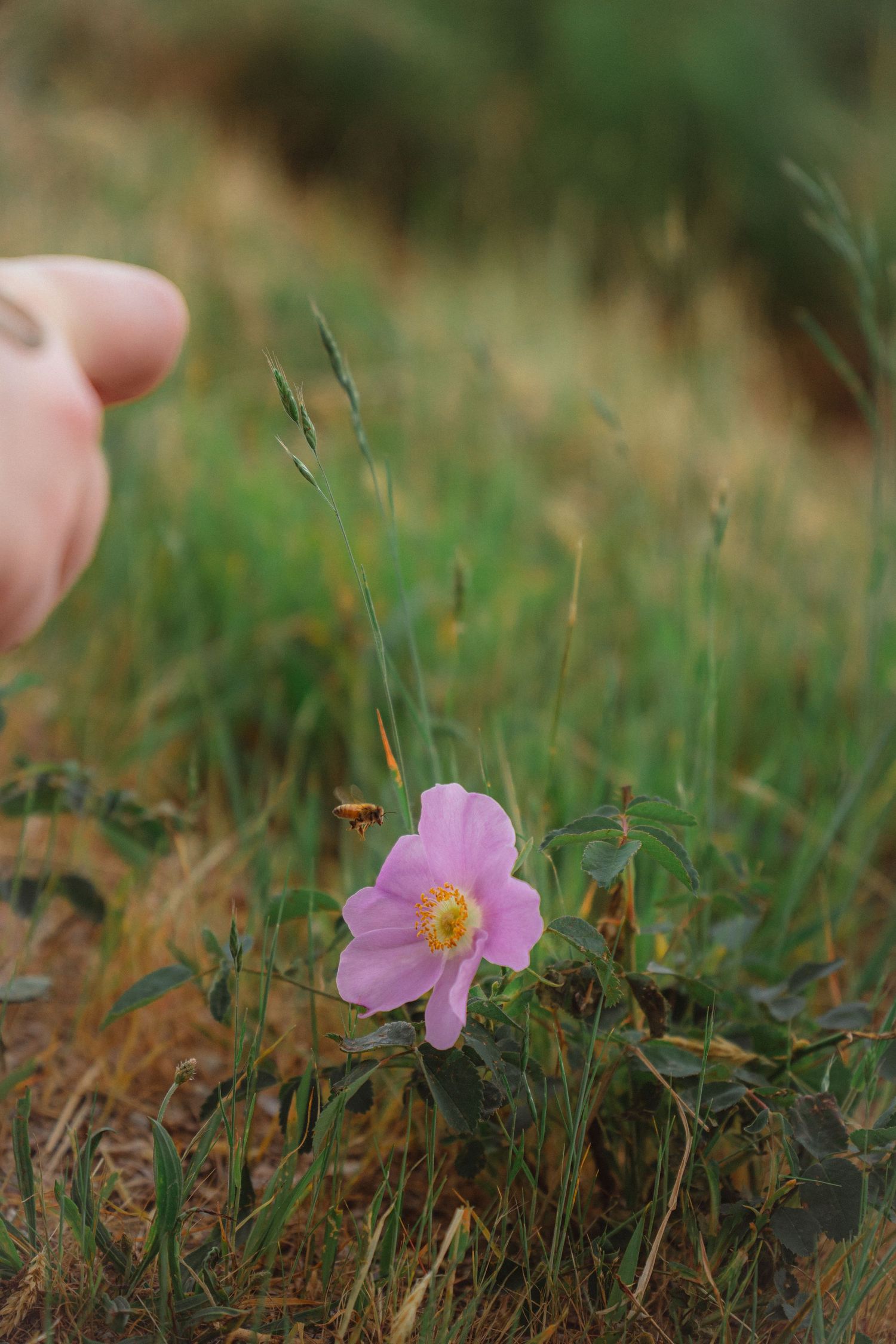 Hand reaching toward a delicate pink wild rose flower growing in a grassy meadow.