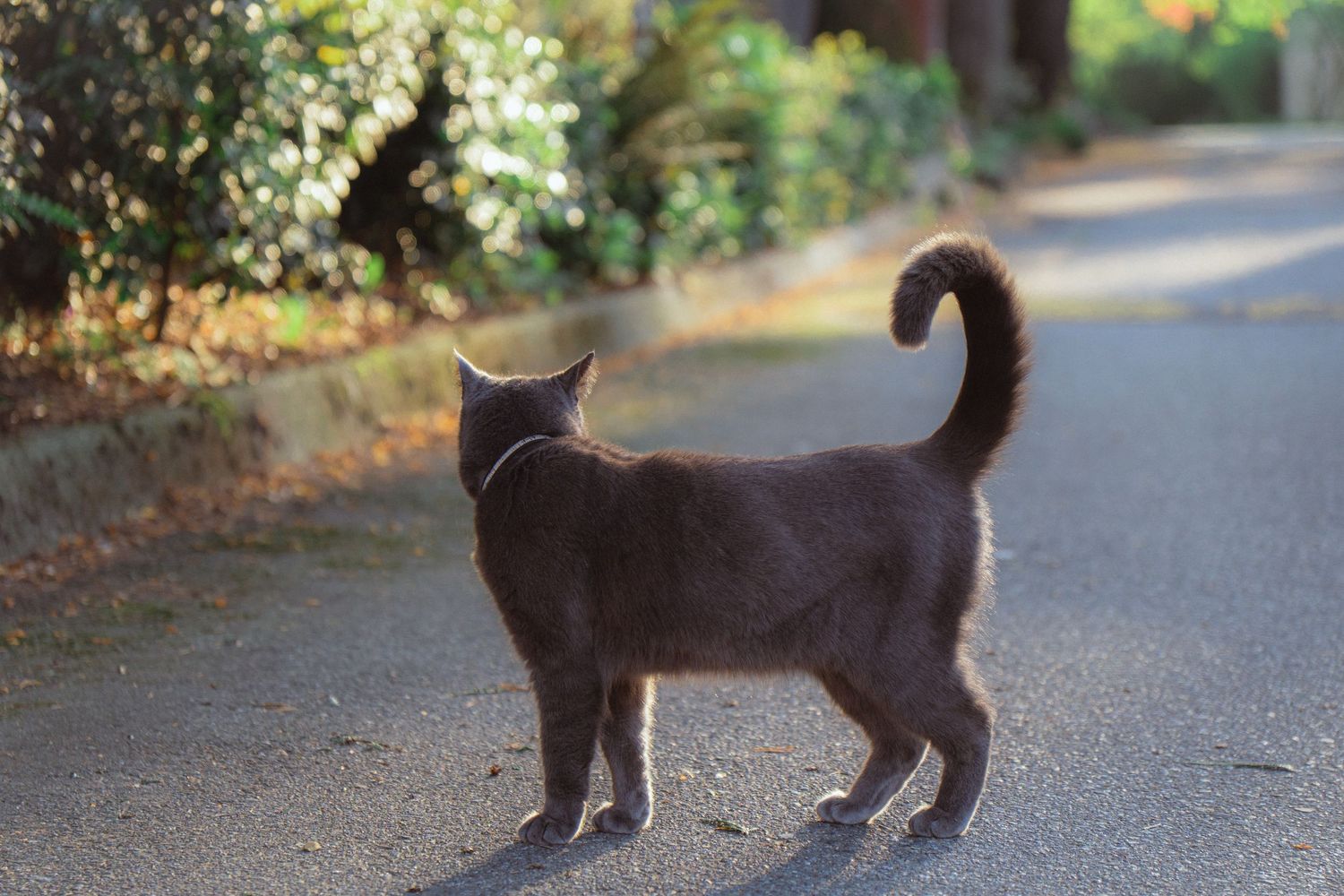Gray cat standing on a sunlit path with tail raised, viewed from behind.