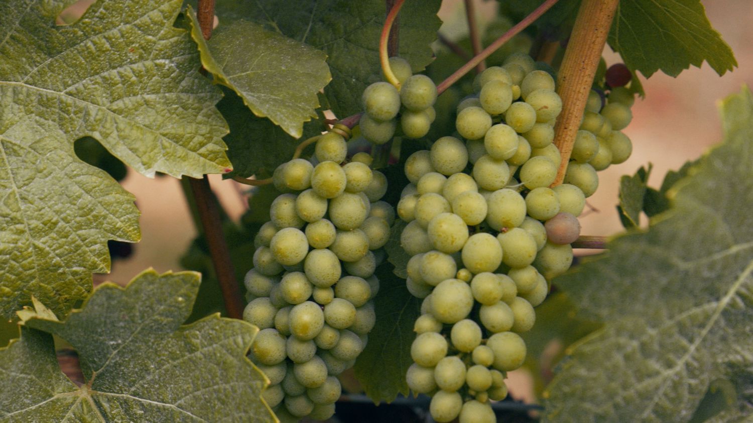 Close-up of ripe green grape clusters hanging on a vine with large leaves in a vineyard.