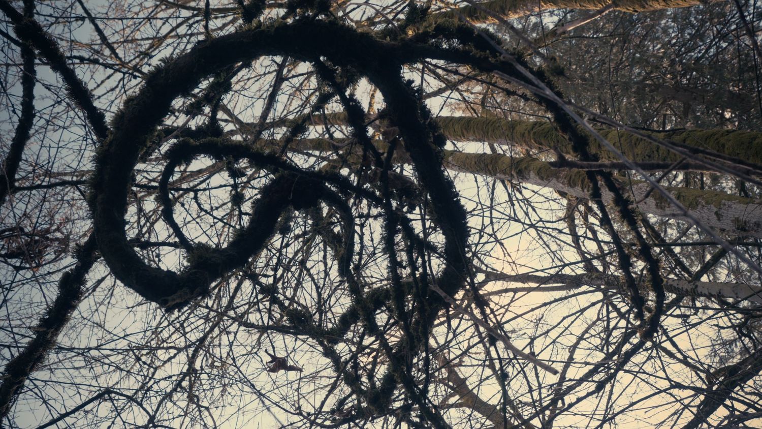 Intricate bare tree branches creating abstract patterns against a bright winter sky.