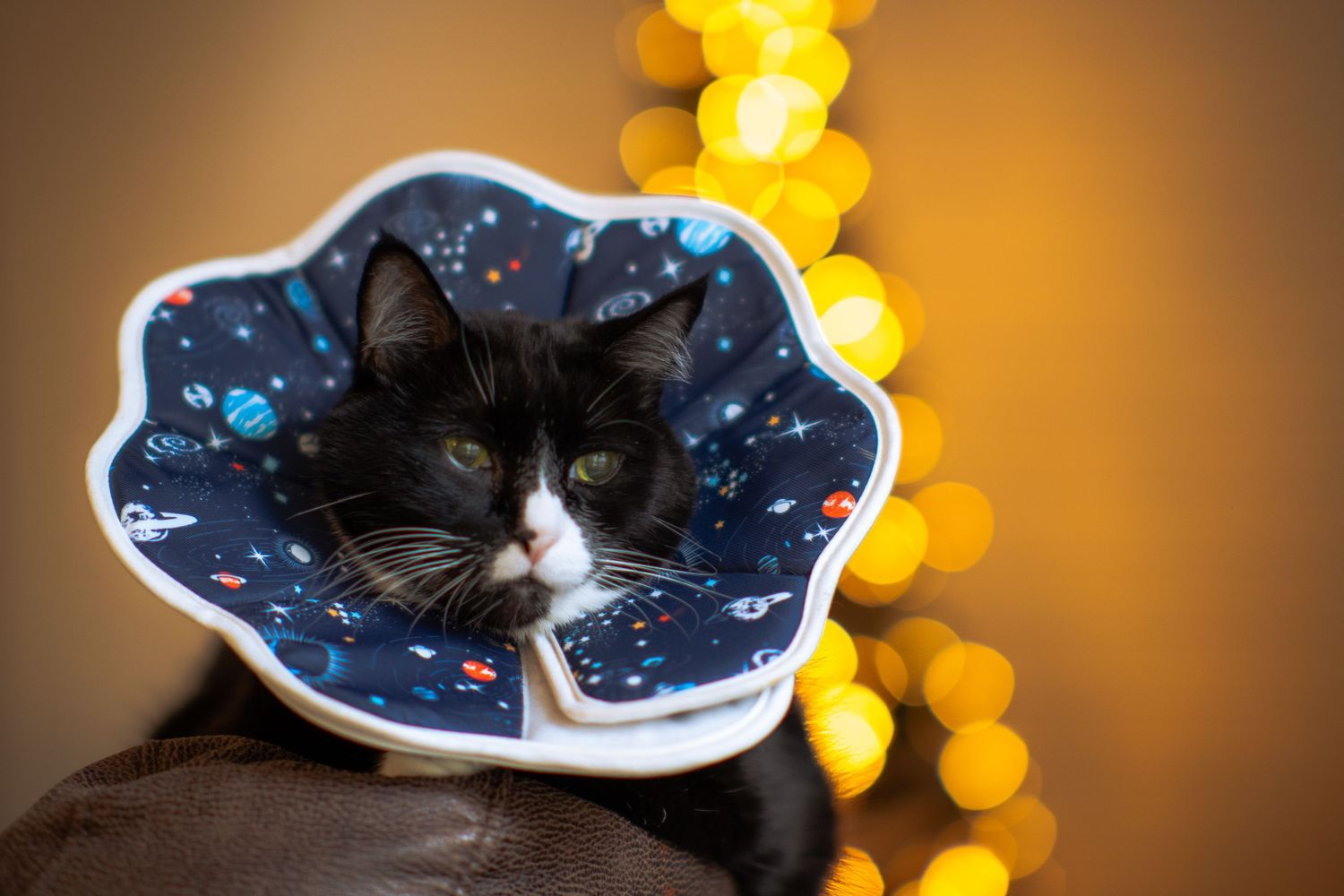 A tuxedo cat wearing a decorative space-themed Elizabethan collar sits near bokeh lights.