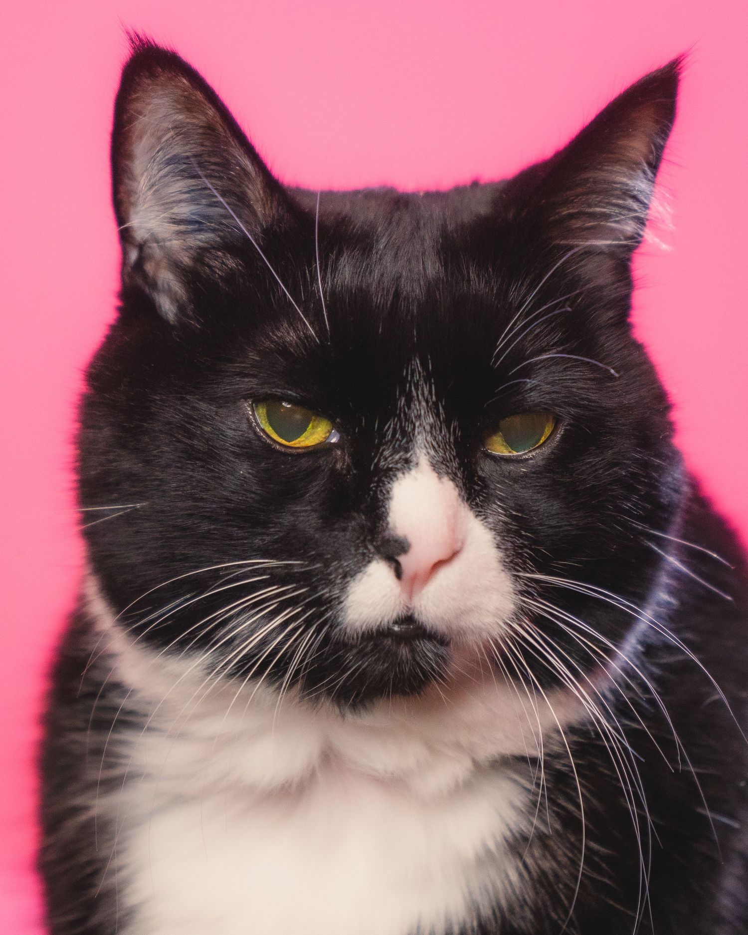 A striking black and white tuxedo cat with yellow eyes poses on a pink background.