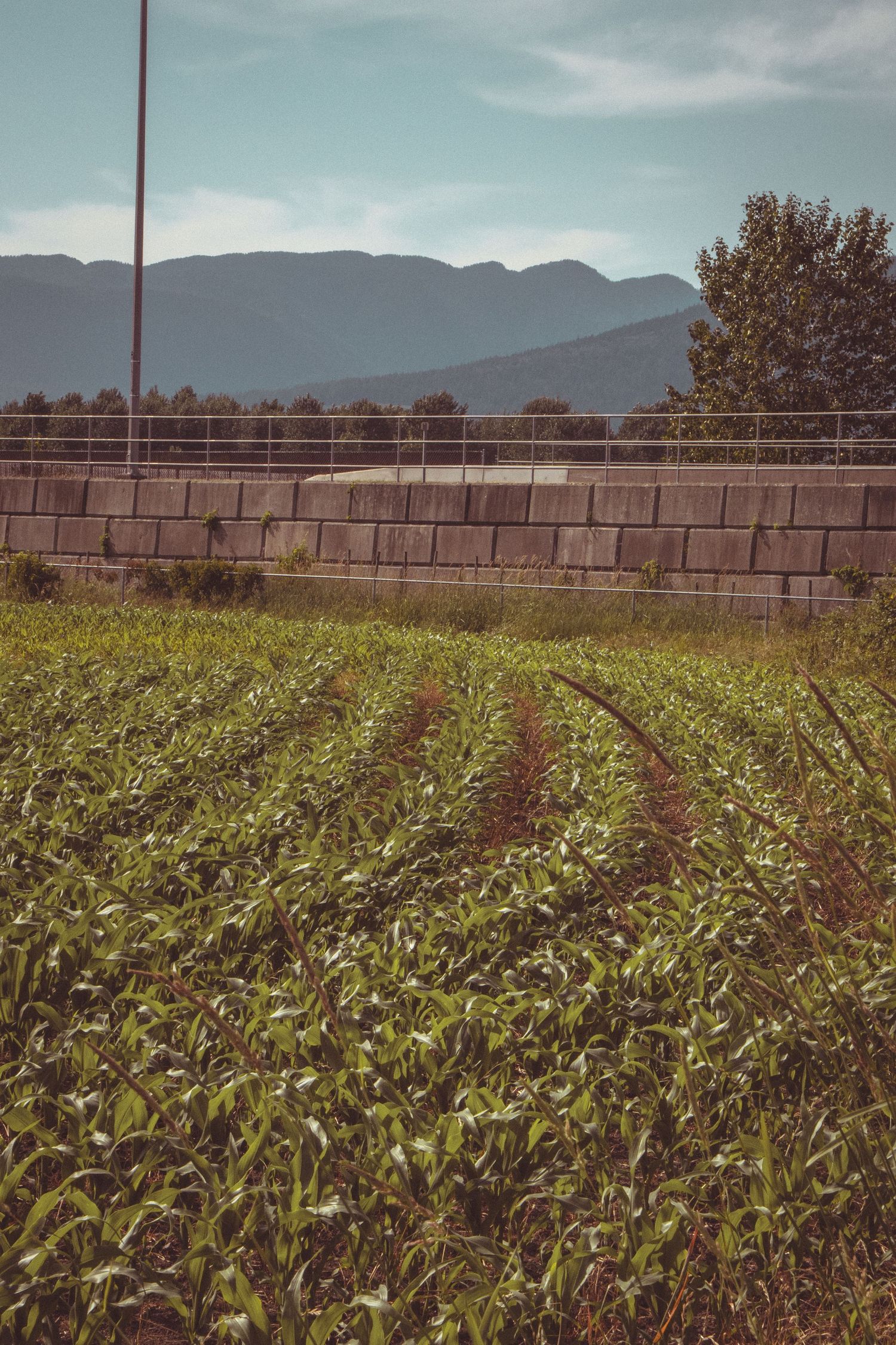 Rows of young corn crops growing in a field with a concrete wall, mountains and trees in the background.