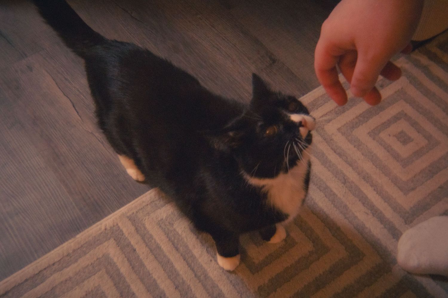A person offers a treat to a small black and white tuxedo cat on a rug.