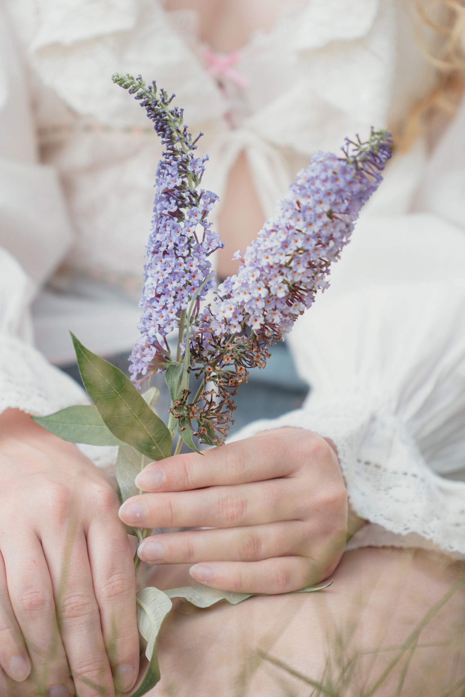 Close-up of hands holding purple buddleia flower stems against white lace blouse.