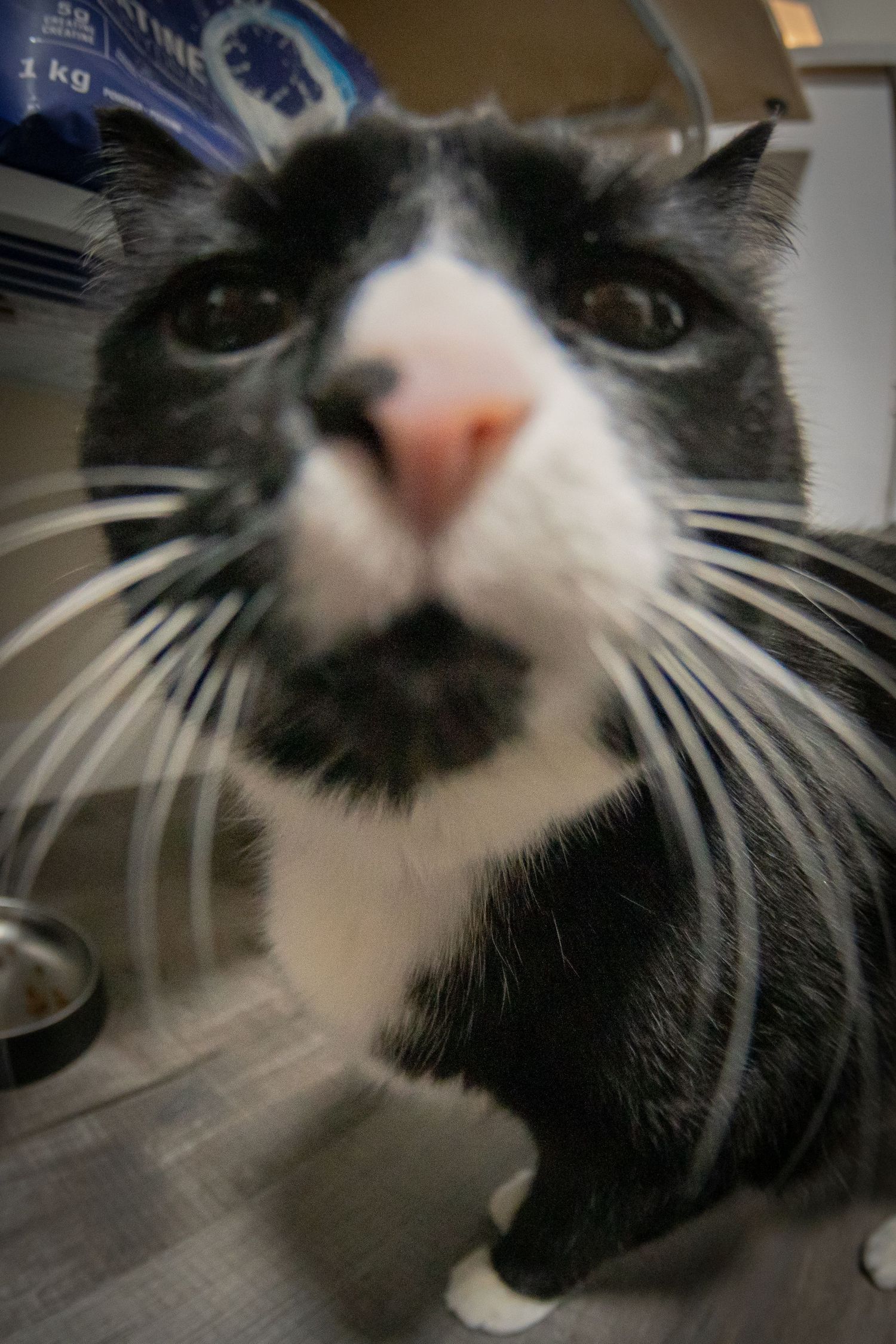 Close-up of a black and white tuxedo cat with pink nose looking up at the camera.