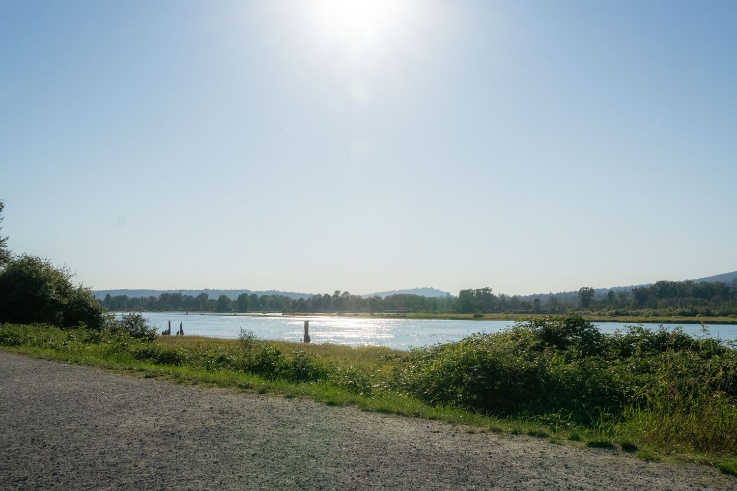Sunny riverside landscape with lush green vegetation and calm water under a clear blue sky.
