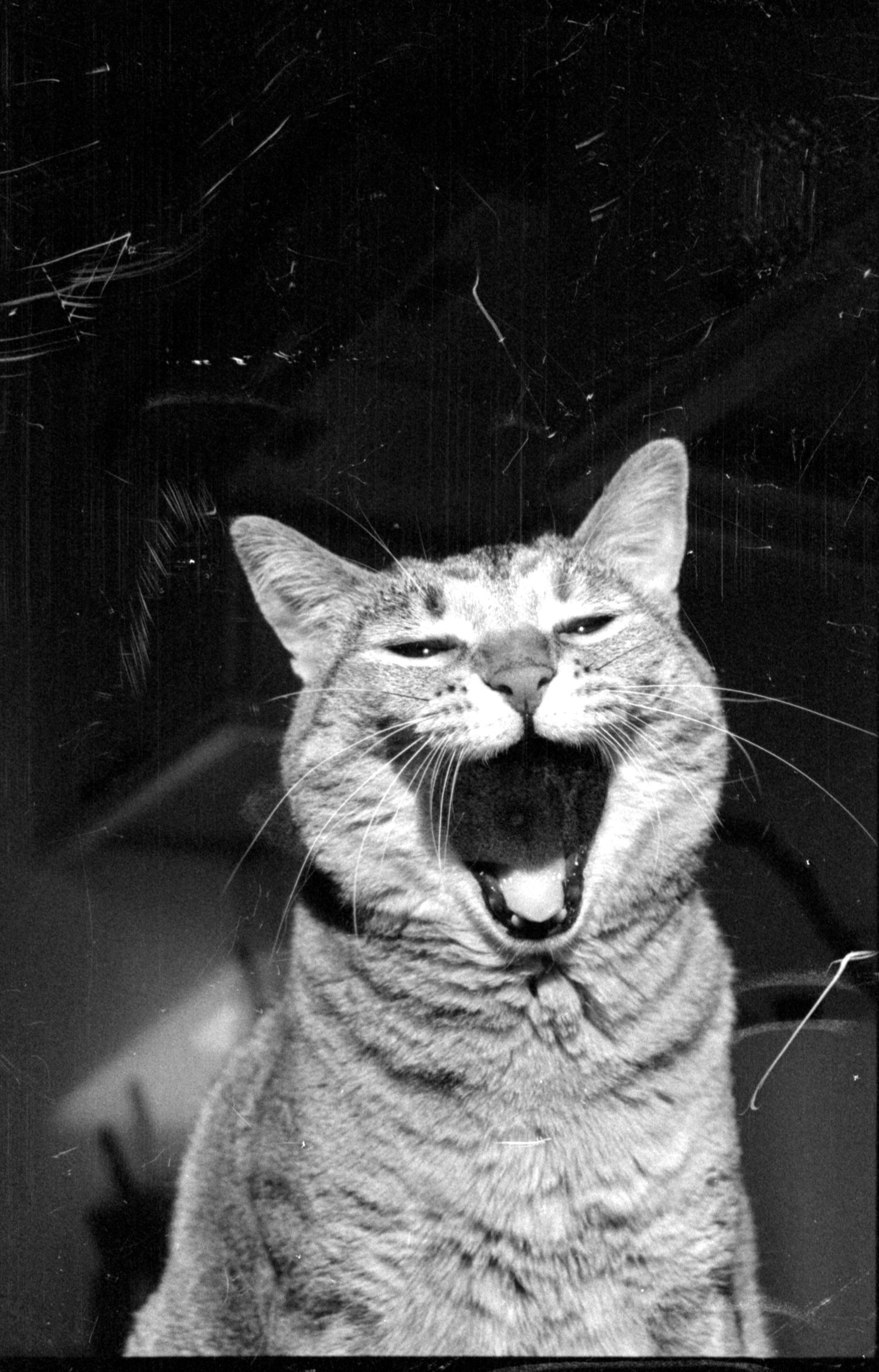 Series of expressive black and white photos showing a happy cat making funny faces.