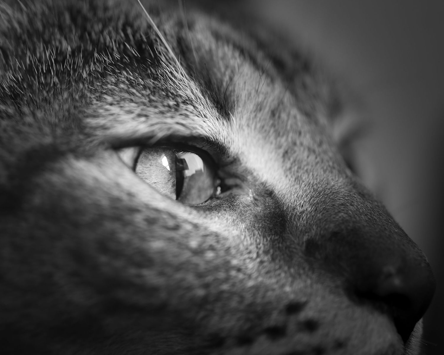 Close-up macro shot of a cat's eye in black and white.