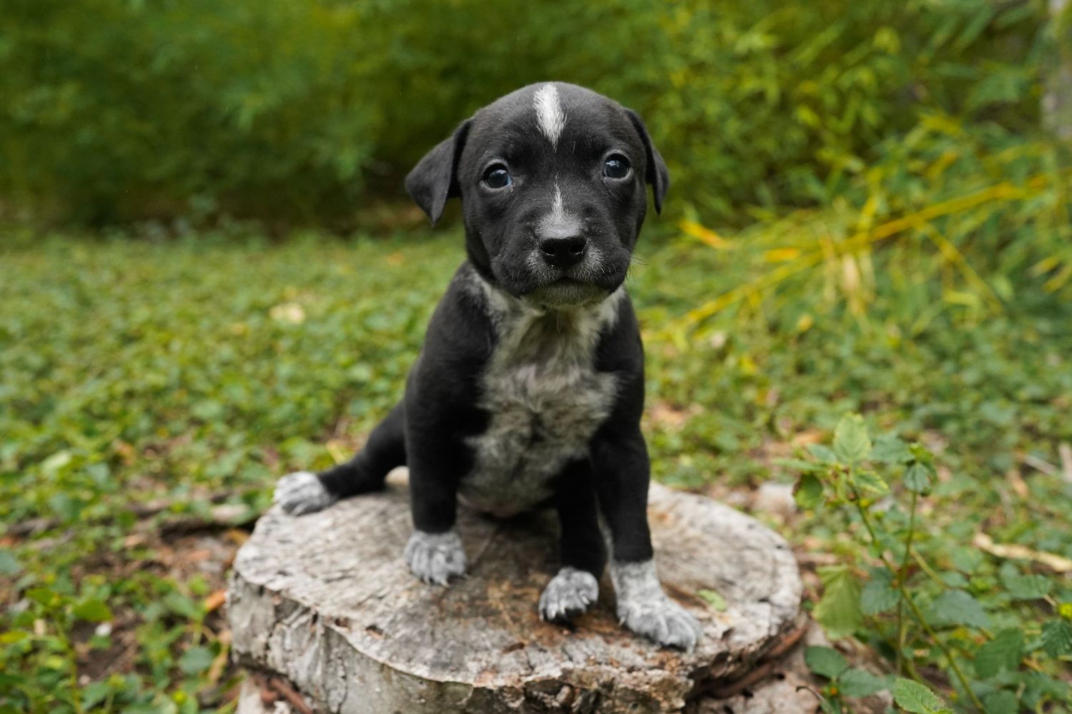 Adorable black and white mixed breed puppy sits on wooden stump in garden with green foliage background.