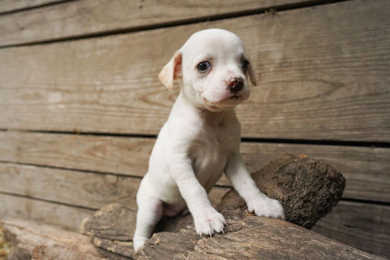 A tiny white pit bull puppy sits on weathered wooden deck boards looking adorable.