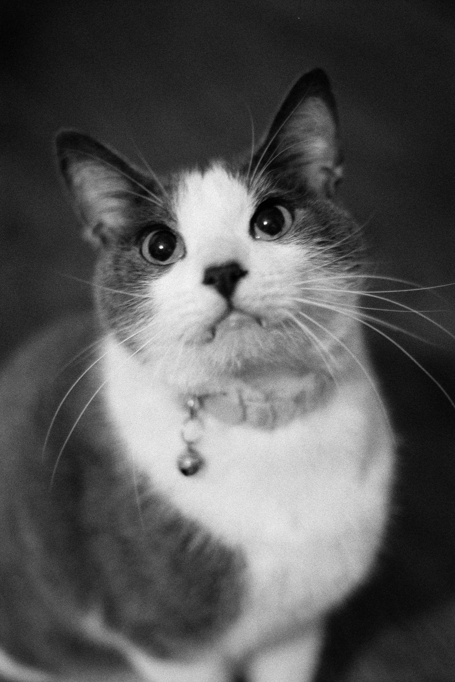 Close-up portraits of a black and white cat with expressive eyes.