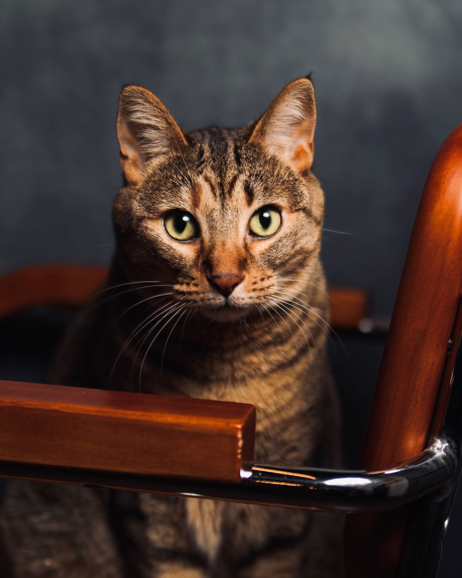 Tabby cat peeks over wooden furniture in dramatic lighting.