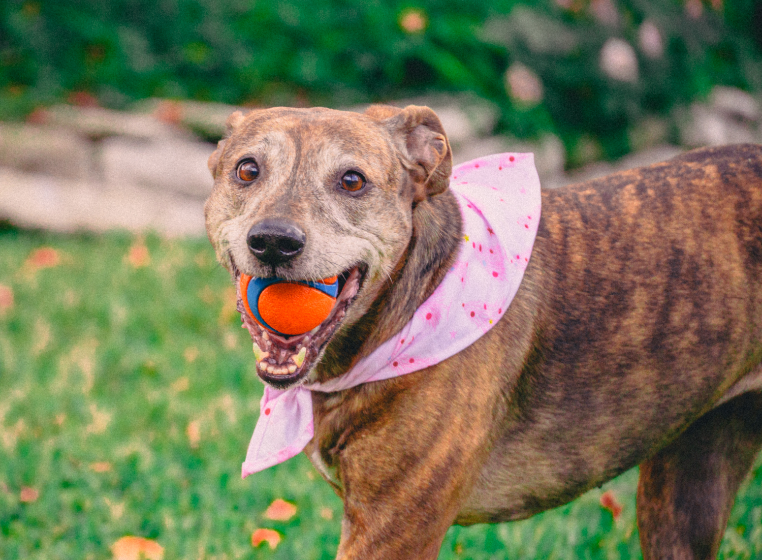 Happy brown dog wearing pink bandana and carrying orange ball in mouth.