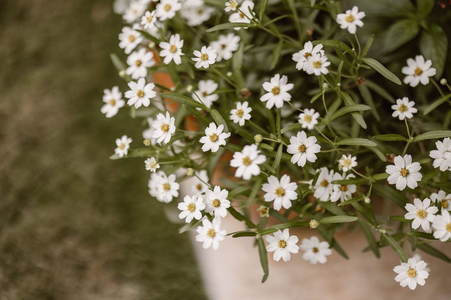 Close-up of delicate white daisy-like flowers with yellow centers blooming in a white pot outdoors.