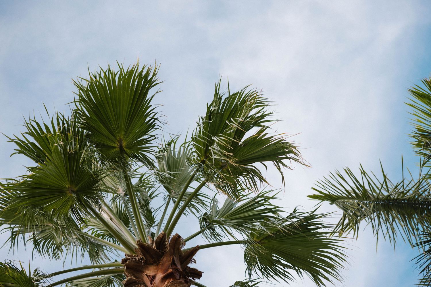 Lush green palm tree fronds spread against a bright blue sky with wispy clouds.
