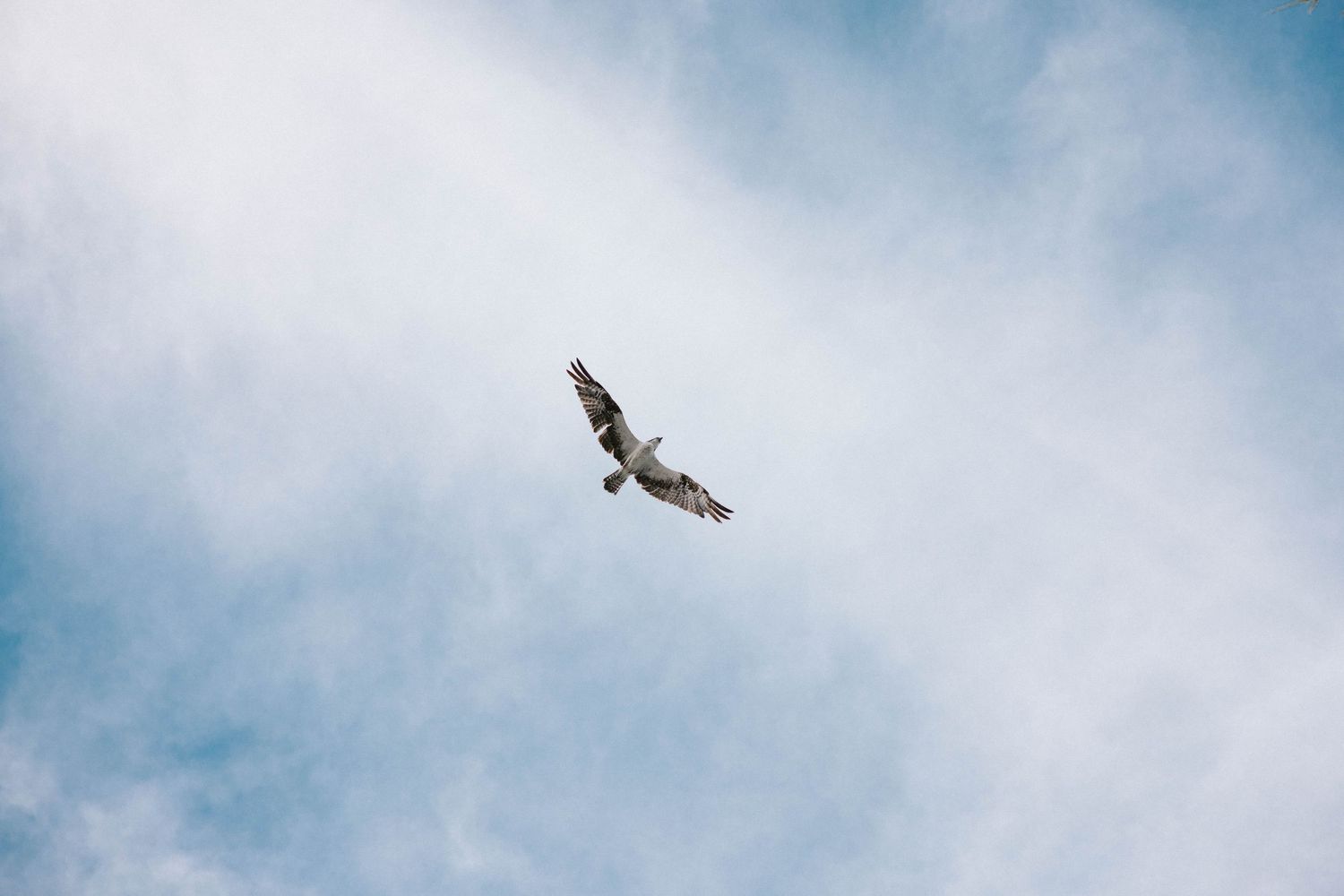 A large bird soaring gracefully through a partly cloudy blue sky.