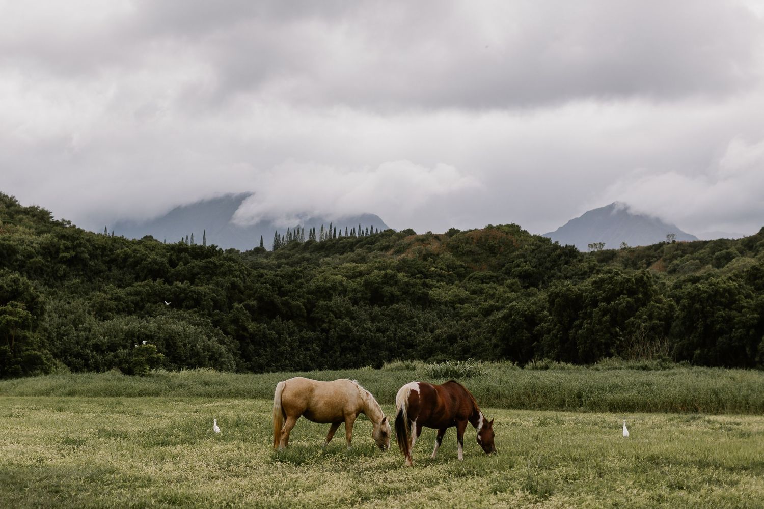 Two horses grazing in green field with misty mountains and cloudy sky behind them.