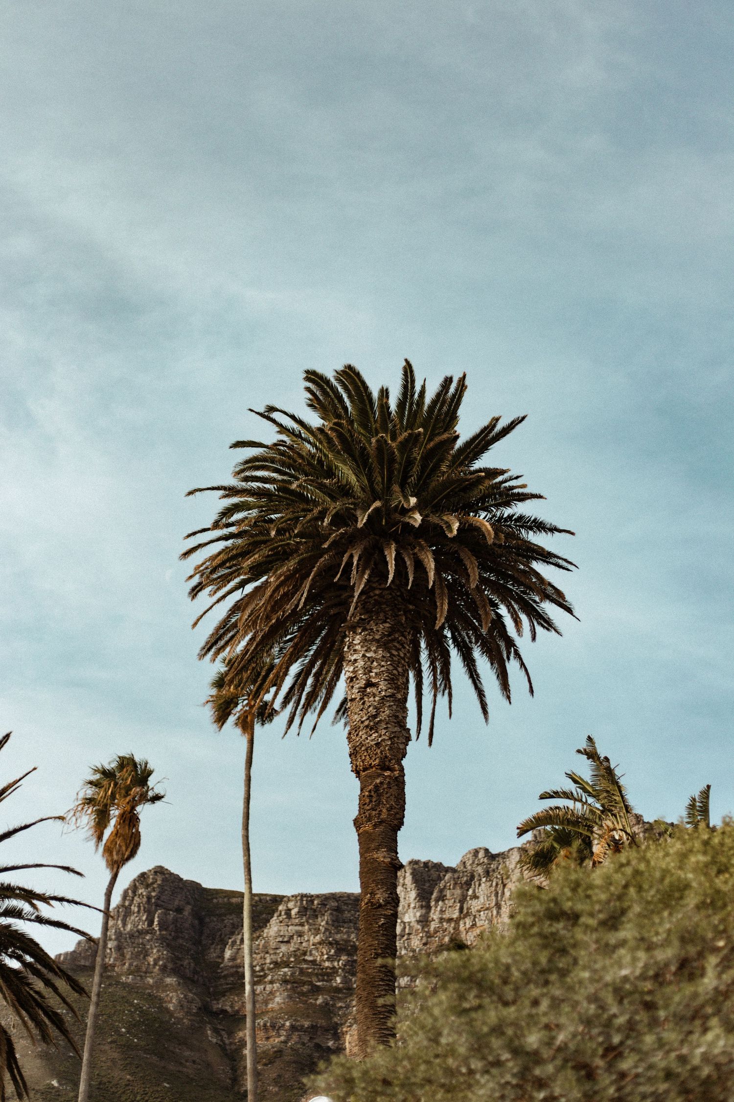 A tall palm tree against a blue sky with rocky mountains in the background.