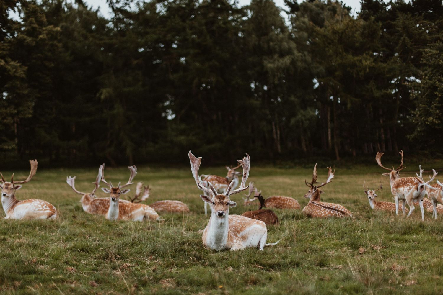 Herd of fallow deer resting on green meadow with dense forest in background.