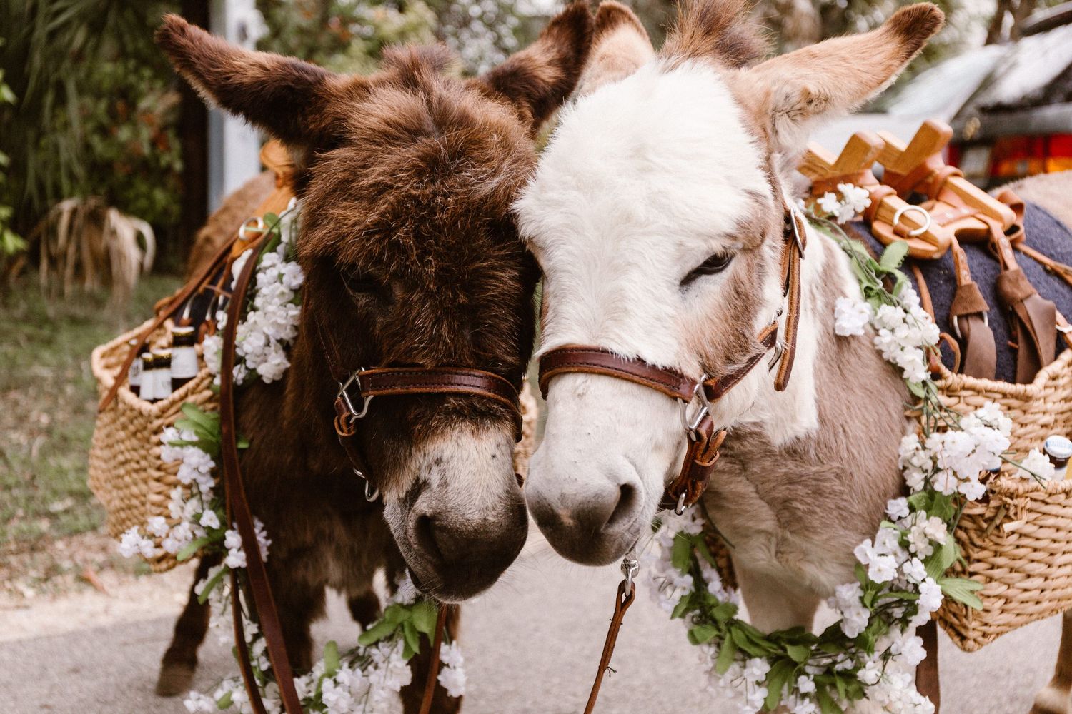 Two donkeys adorned with floral garlands and baskets stand together outdoors.