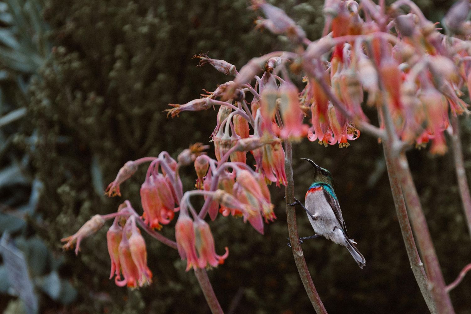 A colorful sunbird perches on drooping orange and pink tubular flowers in a lush garden setting.