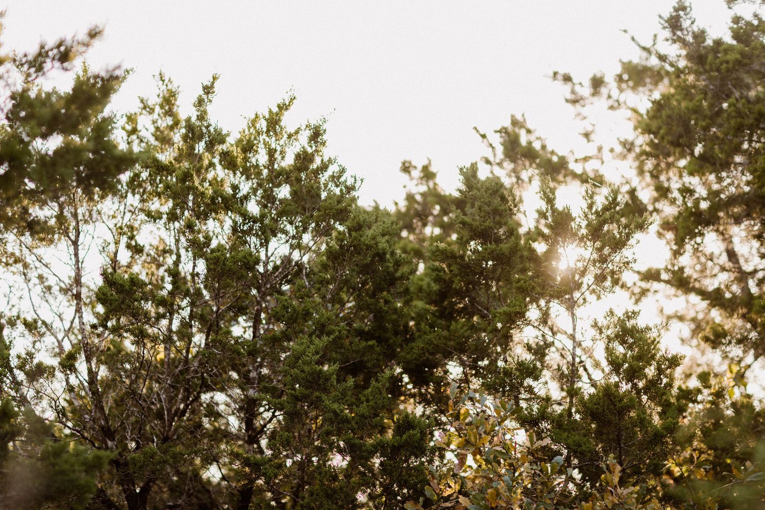 Sunlight filters through lush green treetops against a bright sky, creating a natural lens flare effect.