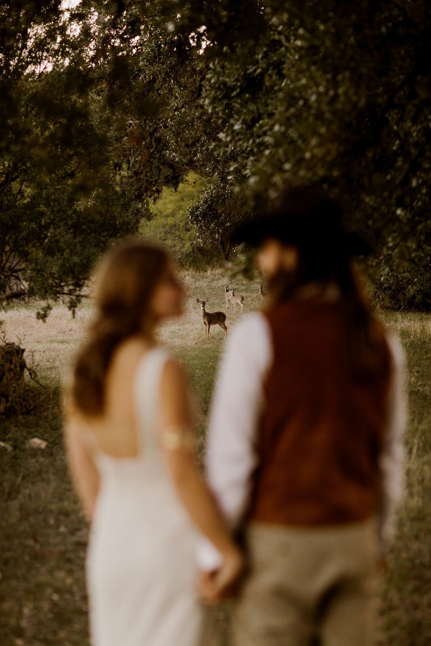 Bride and groom hold hands while observing a deer in a sunlit forest clearing during their elopement.