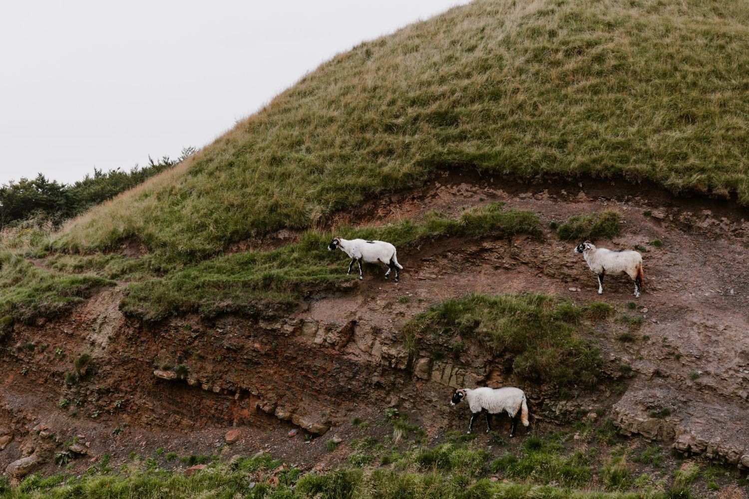 Three white sheep grazing on steep eroded hillside with layered soil and grass.