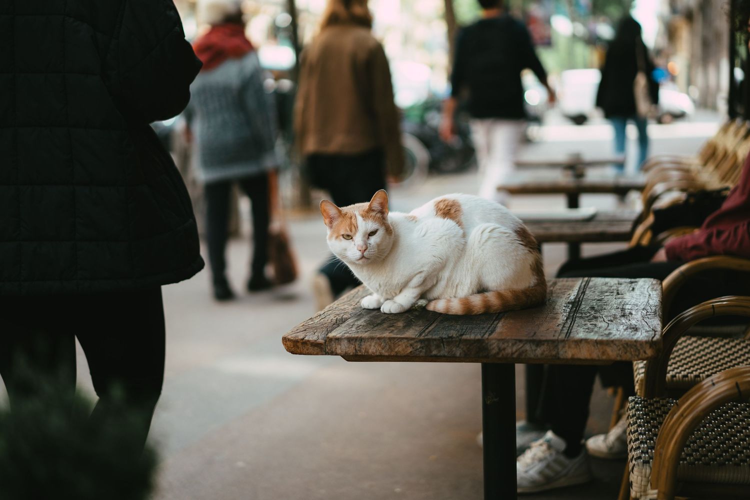 Orange and white cat resting on outdoor cafe table on a busy street.