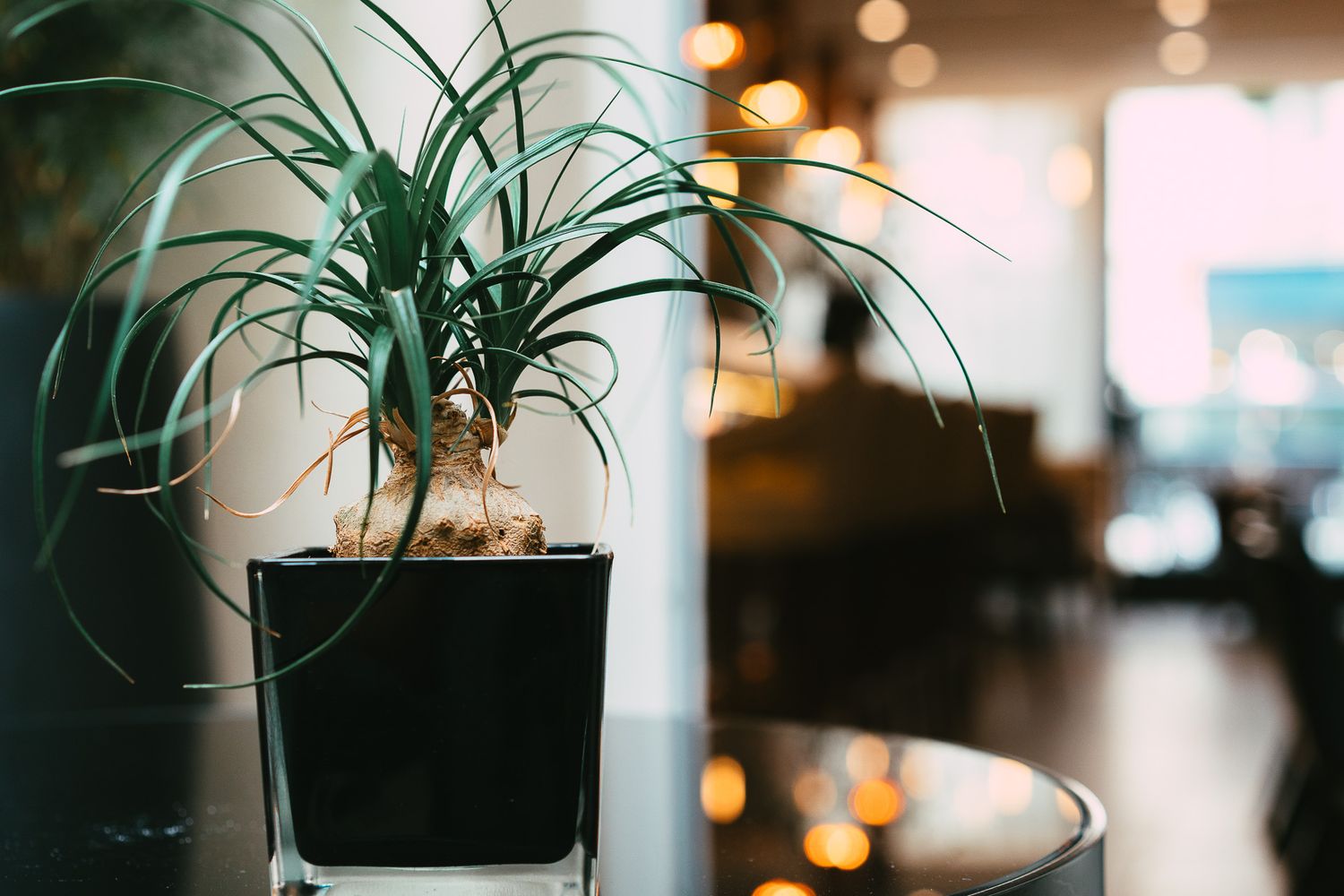 A ponytail palm plant in a black pot on a glass table in a softly lit restaurant.