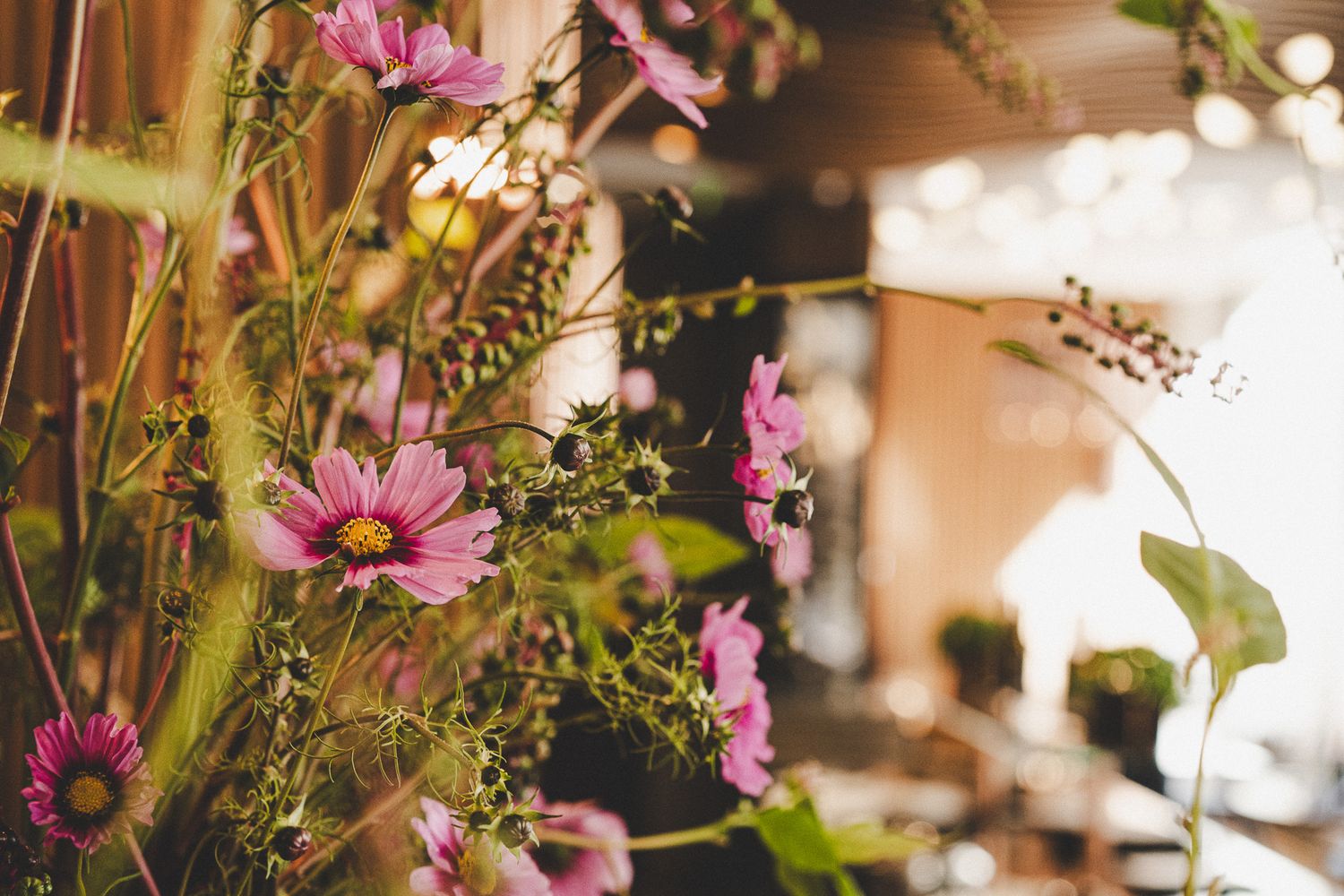 Pink cosmos flowers in soft focus with warm bokeh restaurant lighting in the background.
