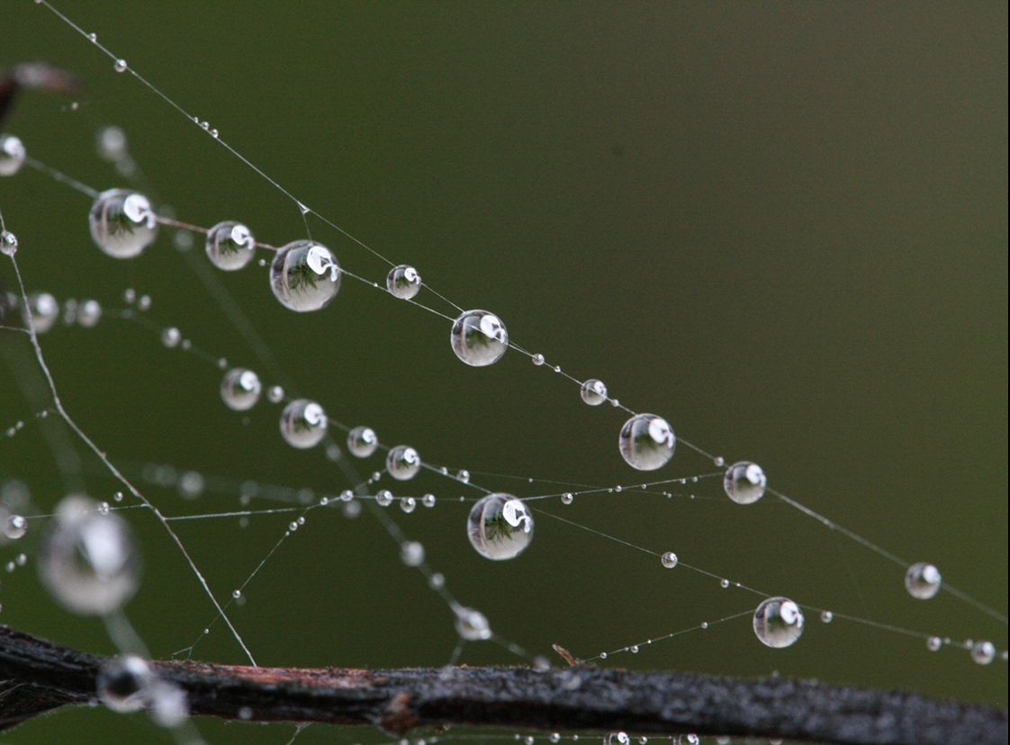 Macro photograph of morning dew drops glistening on a delicate spider web against a dark green background.