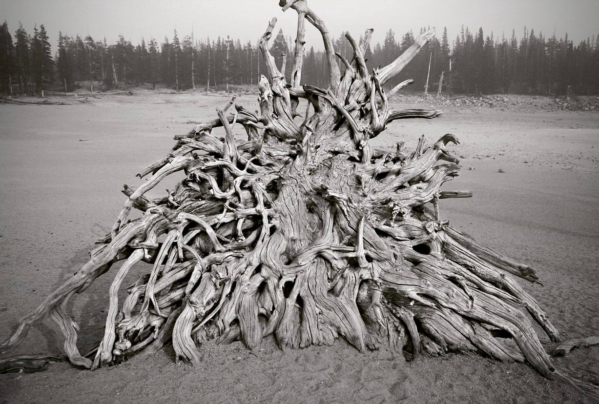 Black and white photograph of a massive driftwood root system washed up on a beach with forest in background.