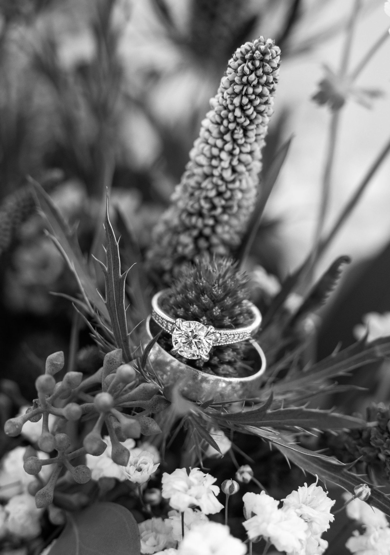 Black and white close-up photograph of succulent plants and grape hyacinth flowers arranged in decorative pots.