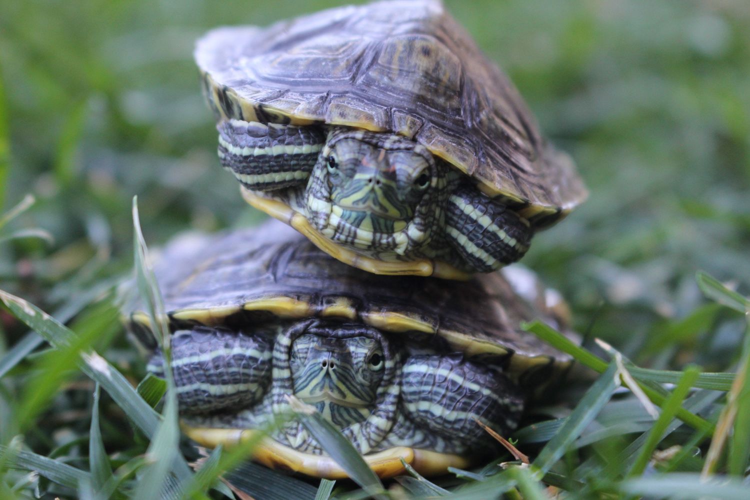 Close-up sequence of a turtle's shell pattern and markings on grass.