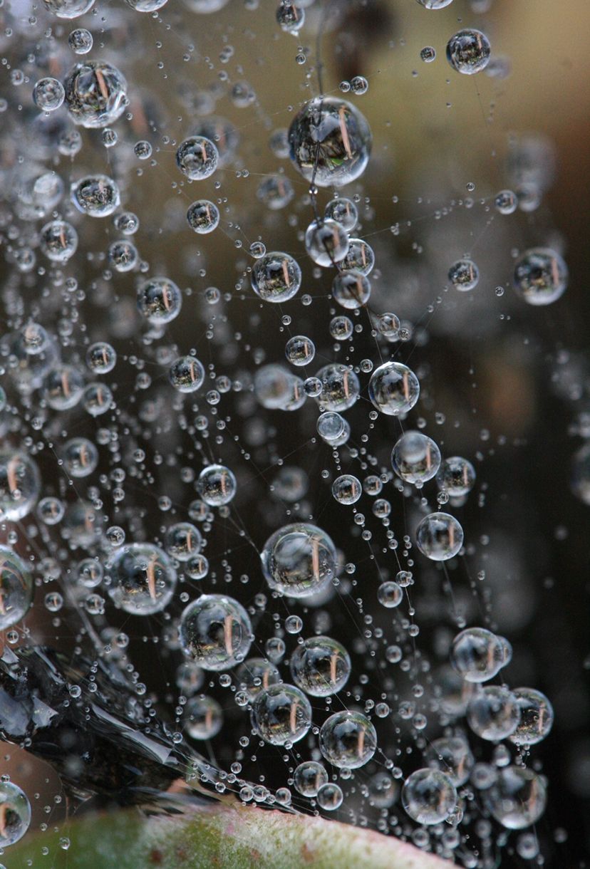 Close-up macro photography of water droplets forming delicate patterns on a spider web in nature.