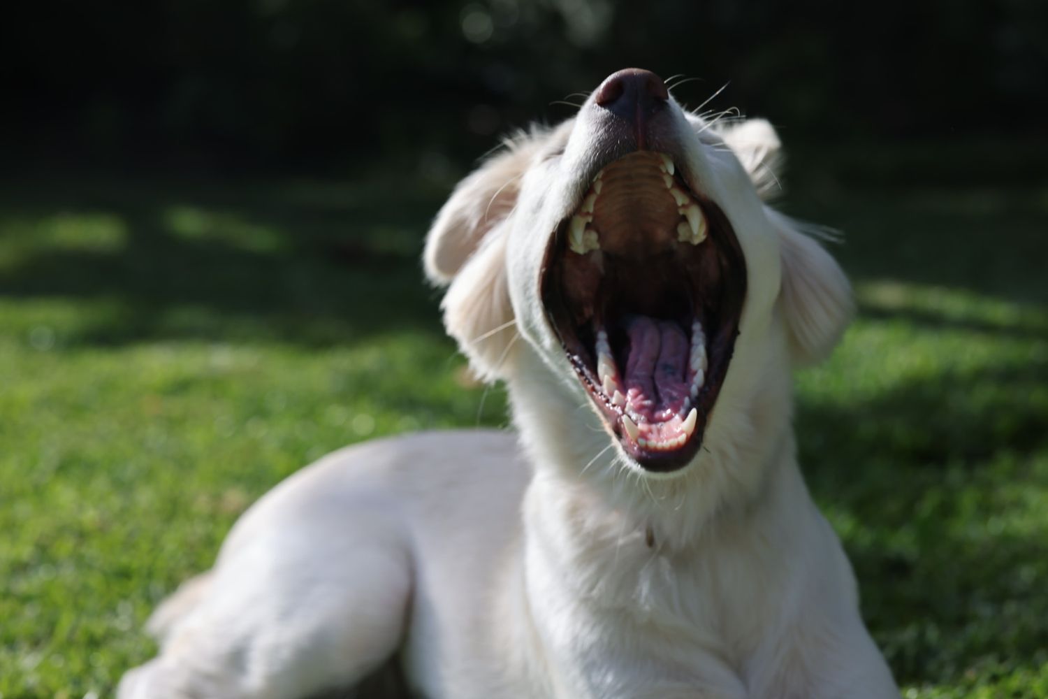 White dog lying in grass yawning and showing teeth in a series of five sequential photos.