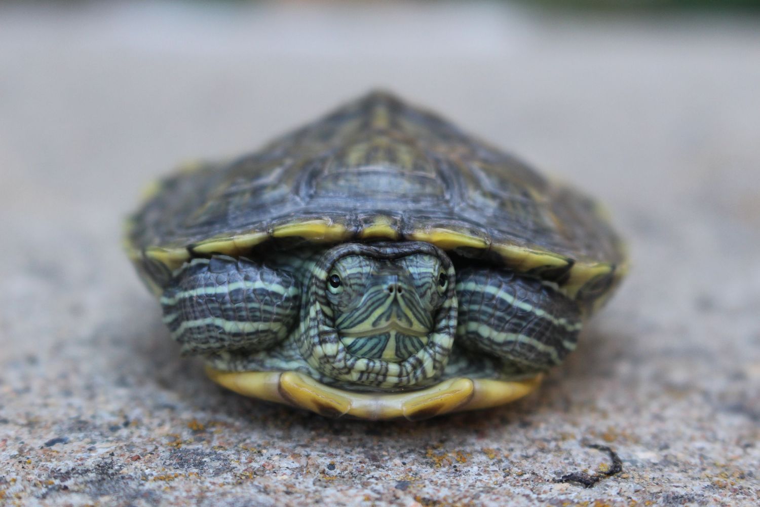 Red-eared slider turtle shown from different angles on a concrete surface.