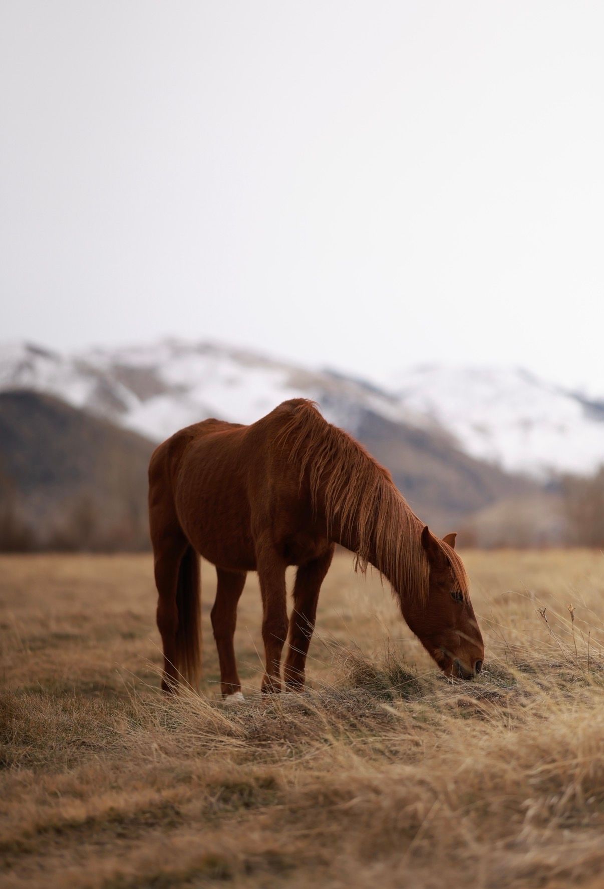 A brown horse grazes in dry grass with snow-capped mountains in the background on a misty day.