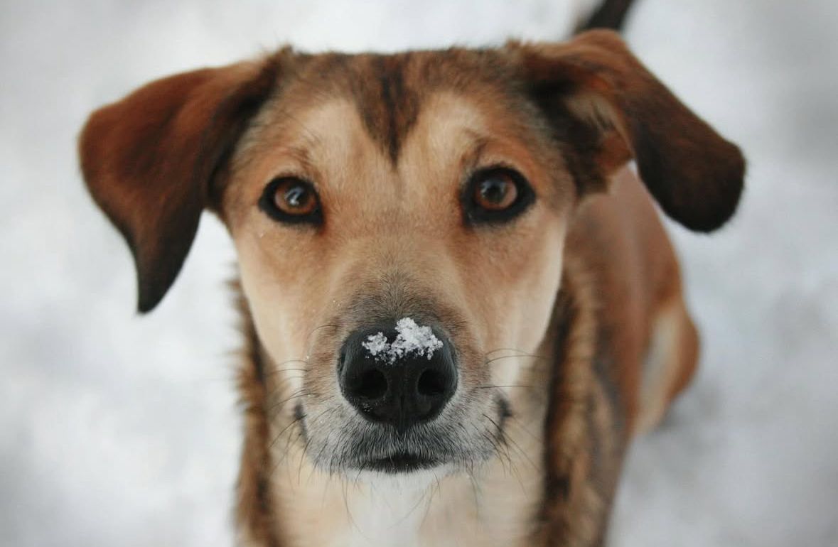 A brown and white mixed breed dog with expressive eyes looks directly at the camera in a close-up portrait.