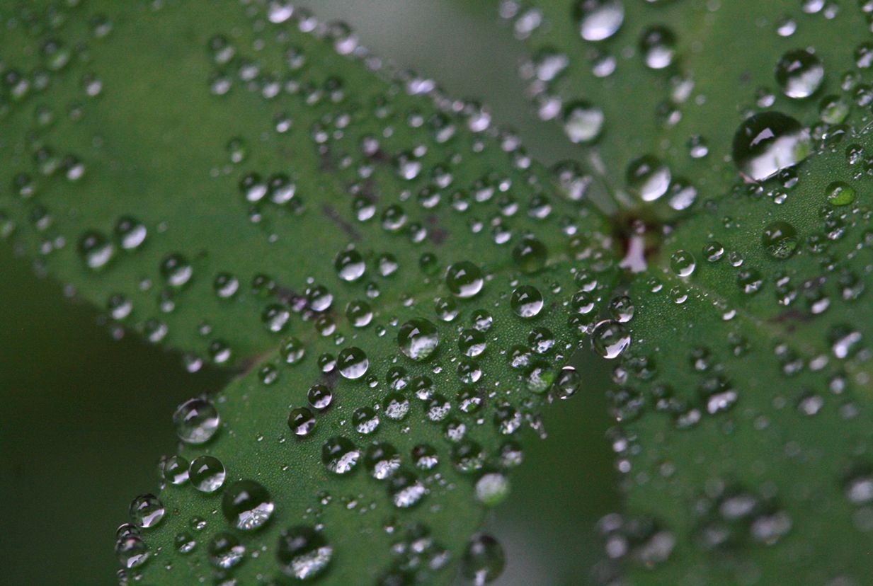 Water droplets scattered across a green leaf surface create a macro photography pattern of dew or rain.