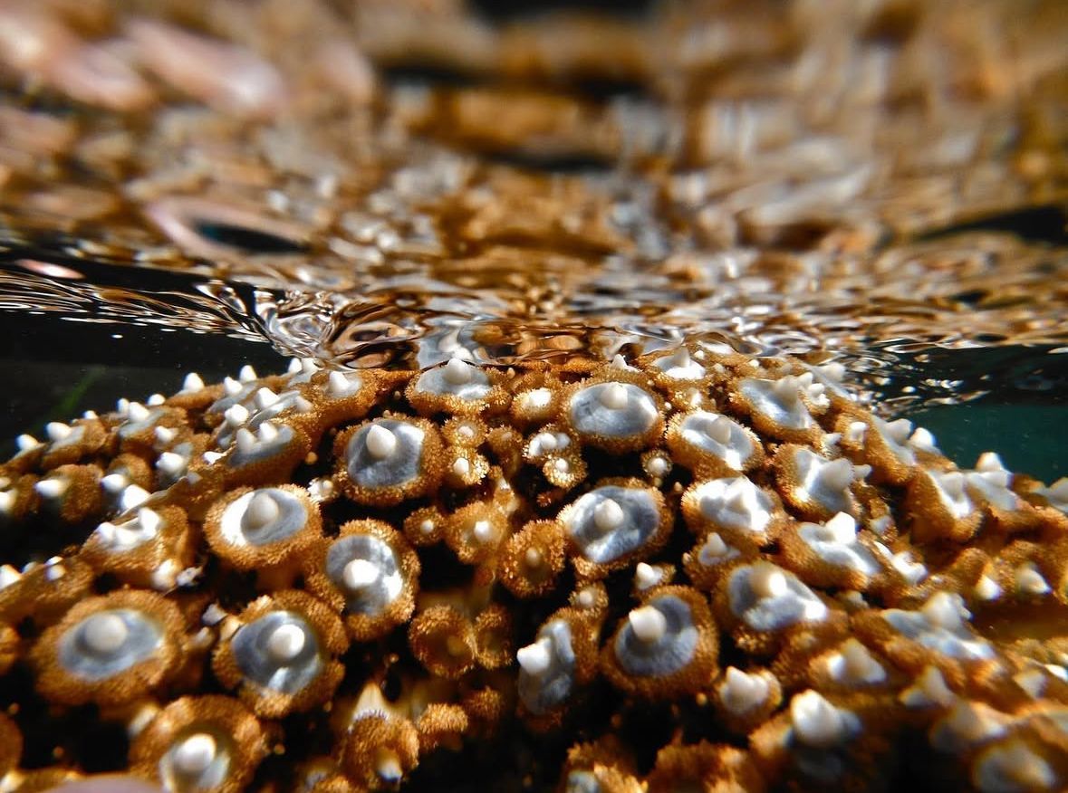 Macro underwater photograph showing clusters of silver pearls nestled among golden coral formations.
