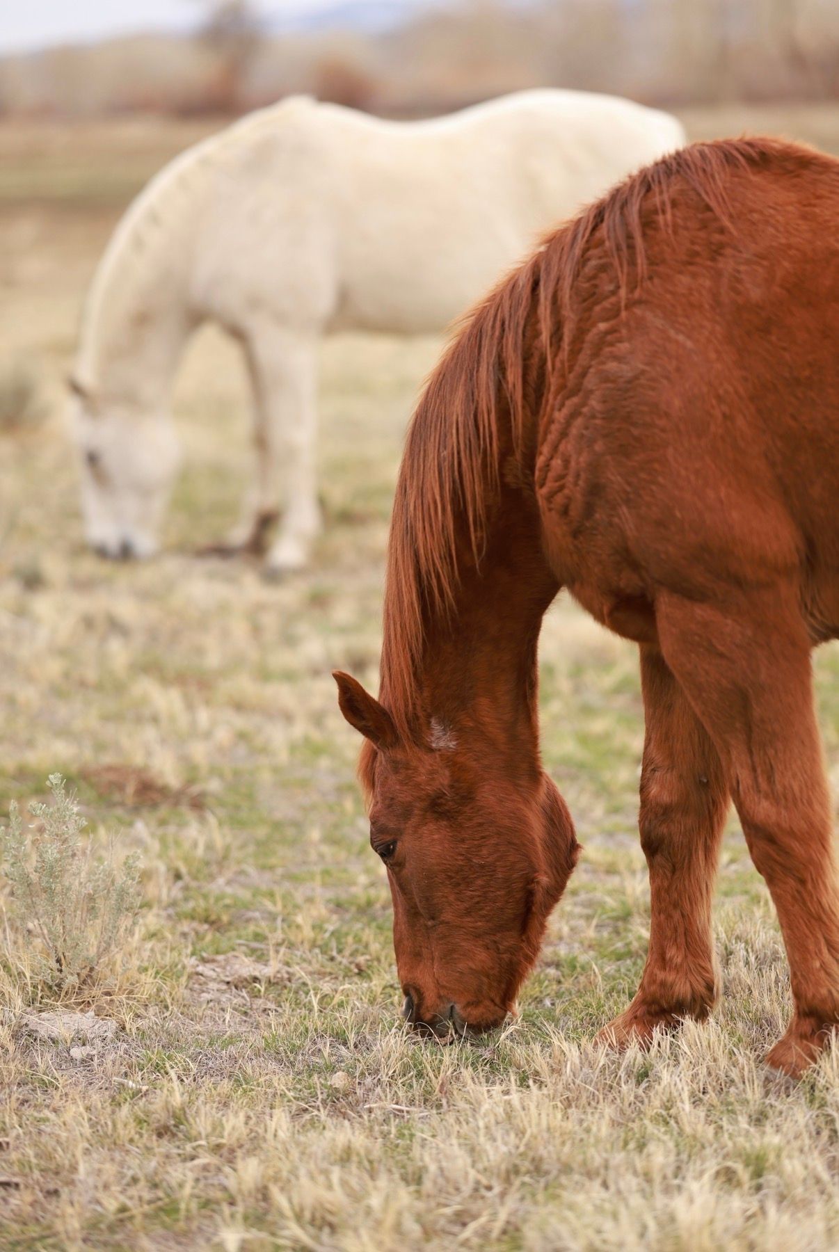 Two horses, one brown and the other white