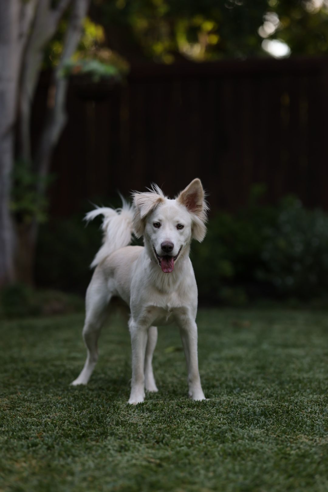 White dog playing and posing in backyard garden setting.