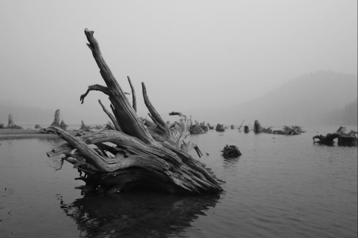 A series of black and white landscape photographs showing partially submerged tree trunks in calm water.