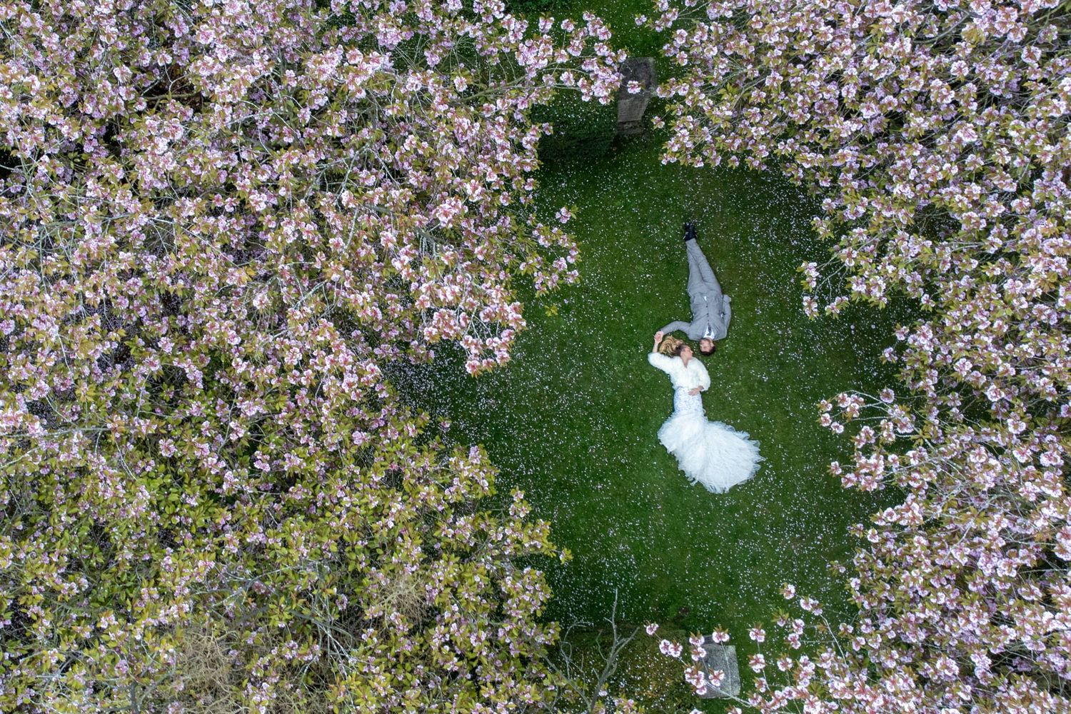 Aerial view of cherry blossom petals scattered across a lush green lawn.