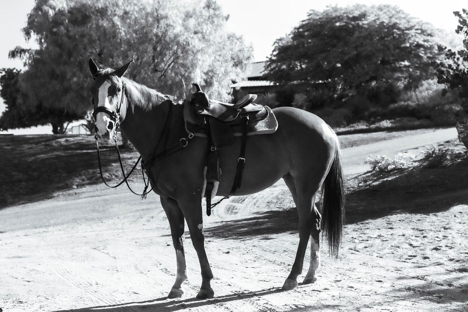 photo of horse in Western Tack