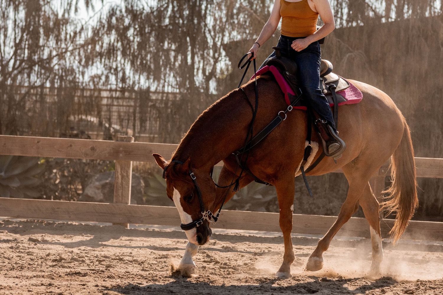 Quarter horse and girl in arena